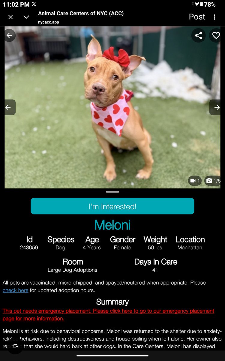CharBolen's tweet photo. MELONI🩷 #243059 🆘 ON KILL COMMAND 
NYCACC 💔 PLEASE 🙏 PRAY FOR MELONI AND 
THE OTHERS ON KILL COMMAND 💔🙏
She's done nothing to deserve being killed 😭 
Adoption rt.. look at her face 😭 please save her 🙏 
She's been betrayed 
#RescueOnly
#Foster dm @CathyPolicky
#Pledge🆘 https://t.co/EtTs90V6UD