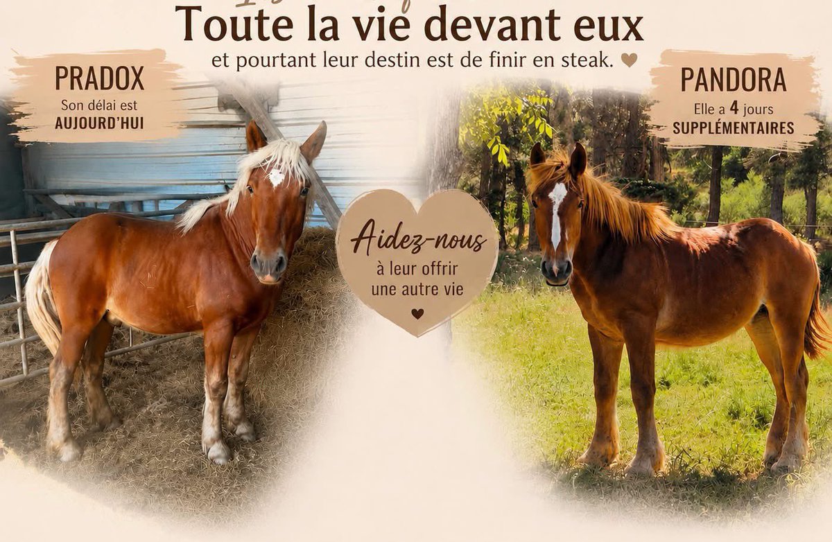 hpouchol's tweet photo. EXTRÊME URGENCE 🚨 

💔 Ils n’ont qu’un an…

Ils n’ont qu’un an. Toute la vie devant eux… et pourtant, leur destin est déjà tout tracé : finir à l’abattoir.

Nous vous présentons aujourd’hui Pradox, dont le délai accordé par le marchand prend fin aujourd’hui. 
Si nous ne parvenons pas à le sauver à temps, il partira à l’abattoir.

À ses côtés, il y a Pandora, qui bénéficie encore de seulement quatre jours de délai avant de connaître le même sort.

Nous avons la possibilité de leur offrir une autre vie. Une vie où ils pourront découvrir l’herbe, les caresses, le respect… en attendant de trouver une famille pour la vie.

Mais leur sauvetage a un coût. Le marchand demande la valeur de leur viande, sans quoi il n’aurait évidemment aucun intérêt à les laisser partir vivants.

La vie de Pradox est estimée à 1 320 €, celle de Pandora à 1 300 €, soit un total de 2 620 €. À cela s’ajouteront le transport ainsi que la castration de Pradox.

C’est une somme considérable pour notre association, mais nous refusons de les condamner sans avoir tout tenté.

Aujourd’hui, nous faisons donc appel à votre générosité. Chaque euro compte. Ce qui peut vous sembler être un petit don peut, pour eux, faire toute la différence entre une vie qui s’arrête et une vie qui commence. ❤️

➡️ https://t.co/g1kQA5Jkon

Par Paypal : cibouetcompagnie@gmail.com
Par chèque : Association Cibou et compagnie, 5 impasse de la grange aux Dimes, 77126 Châtenay-sur-Seine
Par virement bancaire : RIB en MP

Et n’oubliez pas : les dons effectués à l’association sont déductibles des impôts à hauteur de 66 %.

Merci du fond du cœur pour eux. 🐴