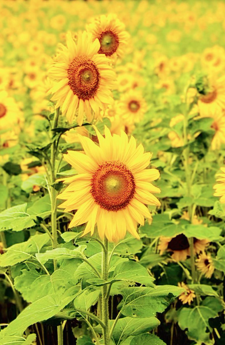 rufuta917's tweet photo. ひまわりの約束🌻
七月スタート▶️🎞️ https://t.co/aAXzrkwgVE