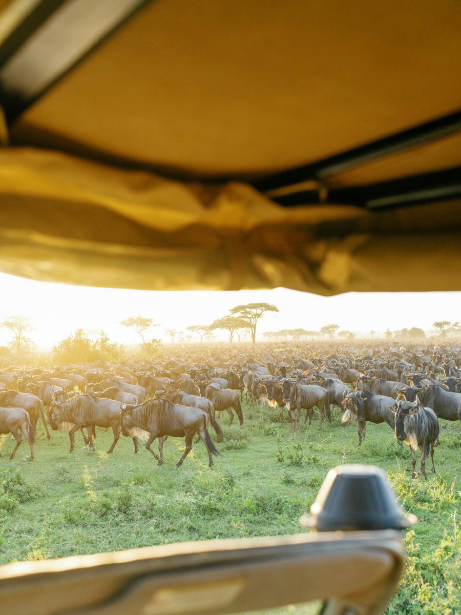 DumaTours's tweet photo. For wildlife photographers, there is no window like July through October in the Masai Mara. Tracking the columns of the Great Migration down to the riverbanks takes patience, expert timing, and a guide who knows how to read the herds' movement. https://t.co/xNB838JAye