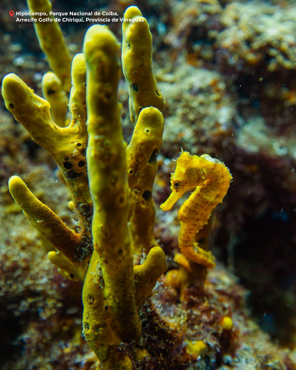 Embpanamajam's tweet photo. Explora la magia de los arrecifes de coral de Panamá, ecosistemas llenos de vida, color y biodiversidad que convierten cada inmersión en una experiencia inolvidable. #visitpanama
 
https://t.co/2fzY77Hbfo https://t.co/cxfEb8lUvG