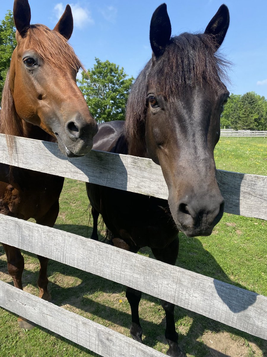 Bodhihodi's tweet photo. Can’t wait
for Canada Day snacks!! https://t.co/zxIeZaAKGK