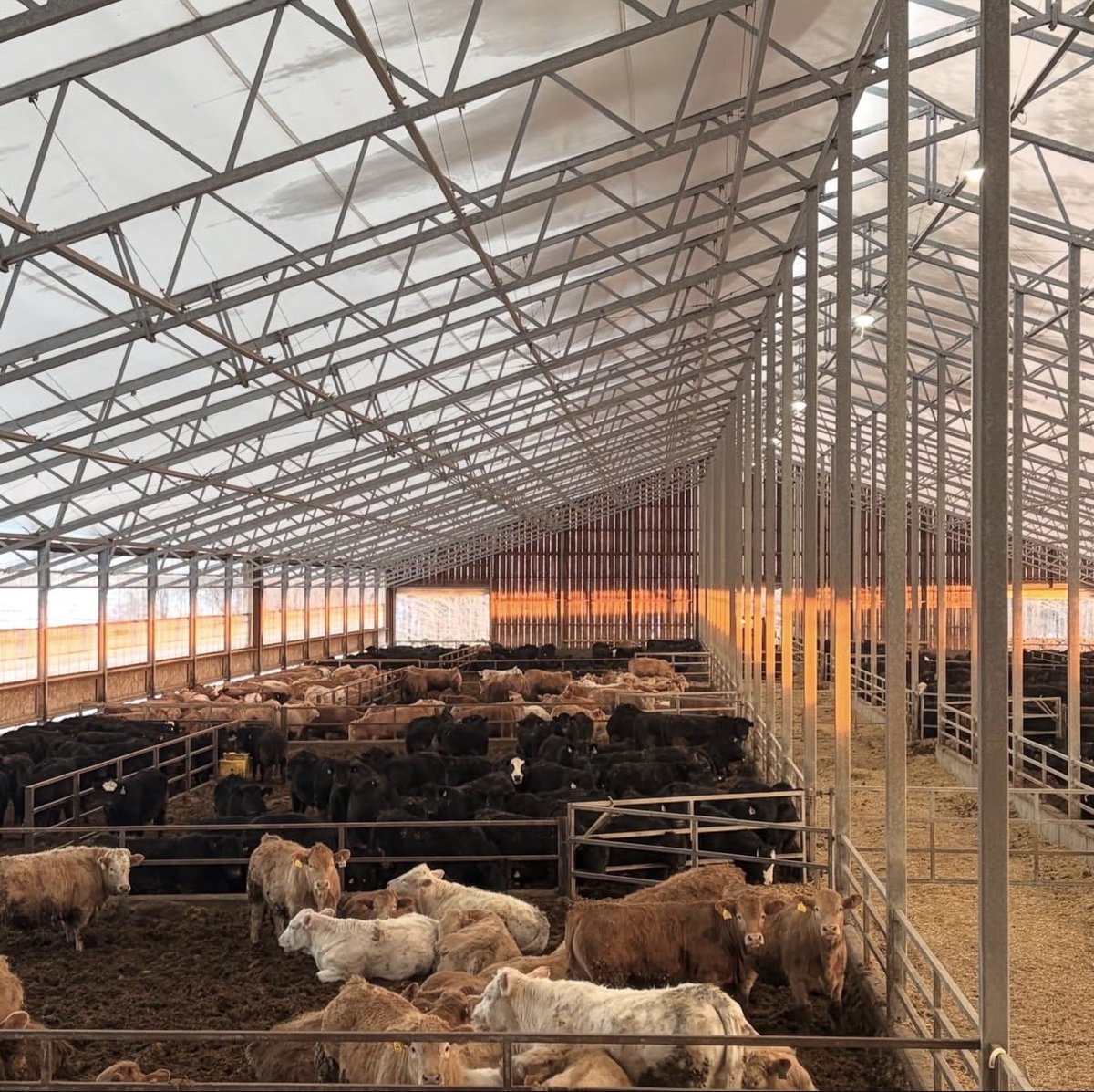 ONCornFedBeef's tweet photo. Did you know cattle actually handle the cold much better than extreme heat? When summer peaks, bringing them indoors into a climate-controlled barn is a lifesaver. It keeps them out of the direct sun, provides constant airflow, and protection

Comfortable cows are happy cows! ✨ https://t.co/ZkM0WEYSId