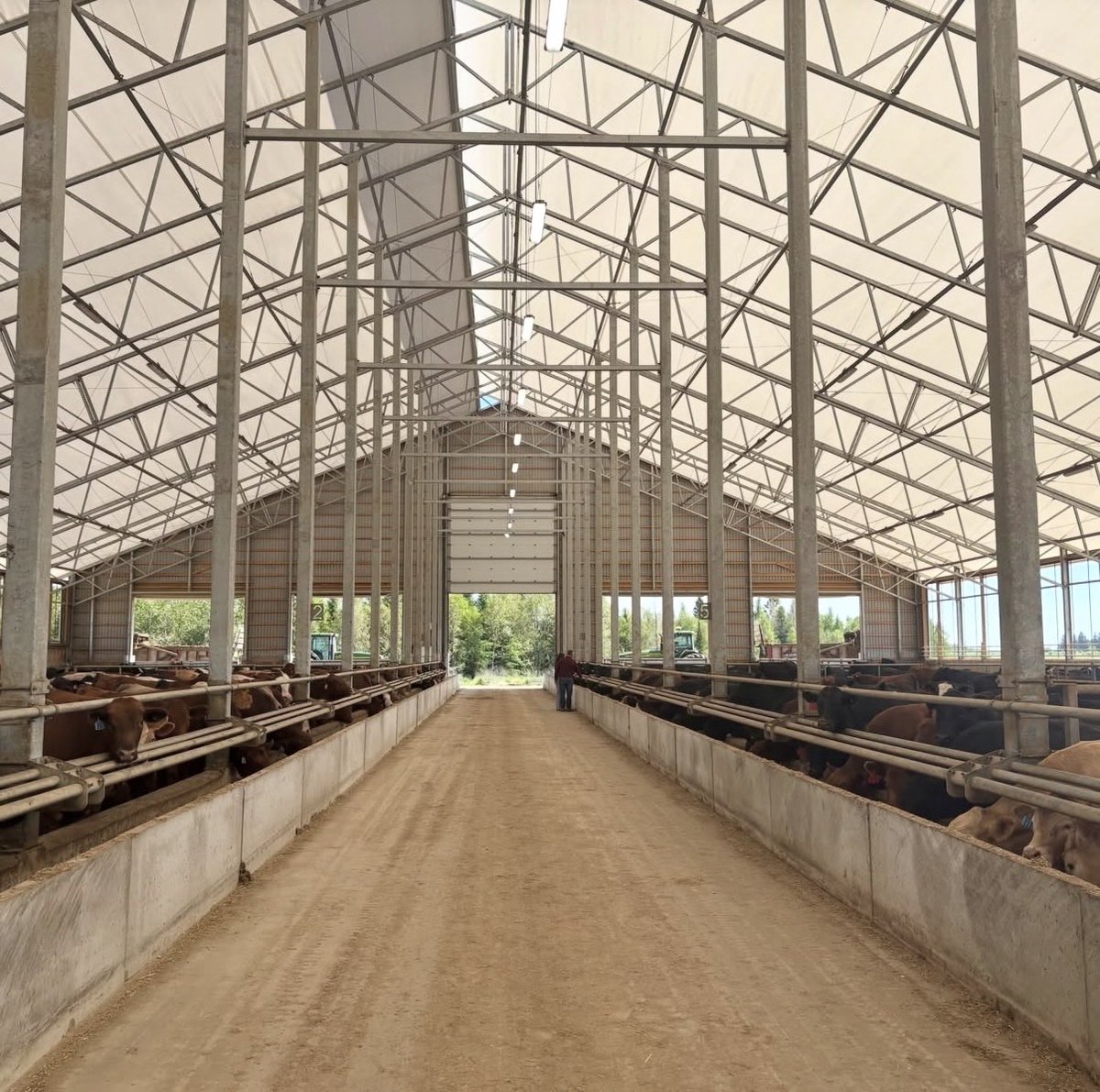 ONCornFedBeef's tweet photo. Did you know cattle actually handle the cold much better than extreme heat? When summer peaks, bringing them indoors into a climate-controlled barn is a lifesaver. It keeps them out of the direct sun, provides constant airflow, and protection

Comfortable cows are happy cows! ✨ https://t.co/ZkM0WEYSId