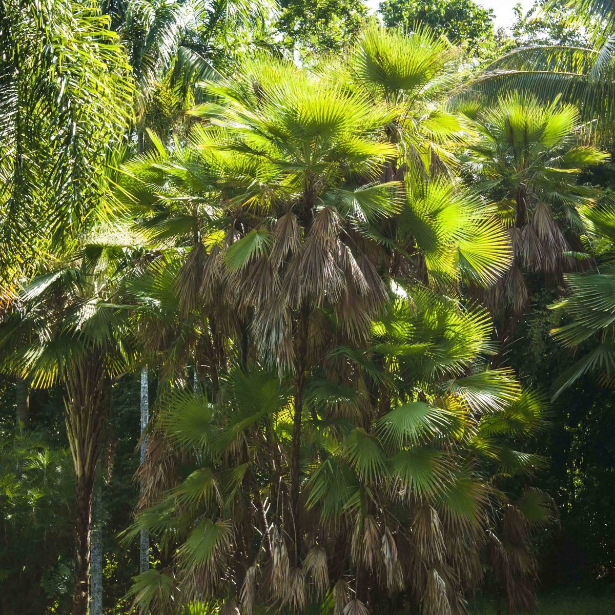 MinturCuba's tweet photo. ✨El Jardín Botánico Nacional de Cuba: pulmón verde  en La Habana, con más de 4,000 especies de plantas de todo el mundo. Desde jardines temáticos hasta aventuras como el canopy tour, es el destino perfecto para conectar con la naturaleza. 🌿📸

#CubaUnica #Cubatravel https://t.co/JIwqXPAMgV