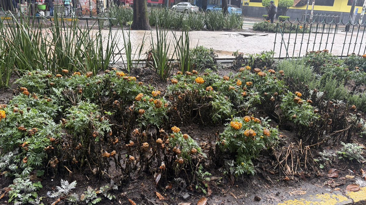 rodrigoarcej's tweet photo. Alguien de su equipo no le pudo decir a @ClaraBrugadaM que esto pasaría en plena época de lluvias? 

De qué sirvió los millones de pesos para “maquillar” la condesa si la dejó horrible. https://t.co/X17naL6ACR