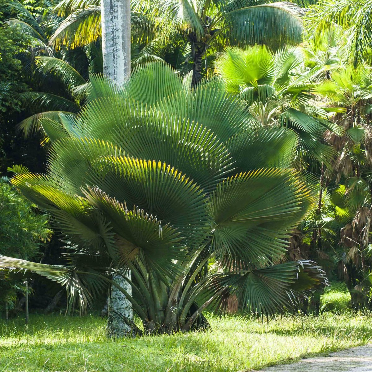 MinturCuba's tweet photo. ✨El Jardín Botánico Nacional de Cuba: pulmón verde  en La Habana, con más de 4,000 especies de plantas de todo el mundo. Desde jardines temáticos hasta aventuras como el canopy tour, es el destino perfecto para conectar con la naturaleza. 🌿📸

#CubaUnica #Cubatravel https://t.co/JIwqXPAMgV