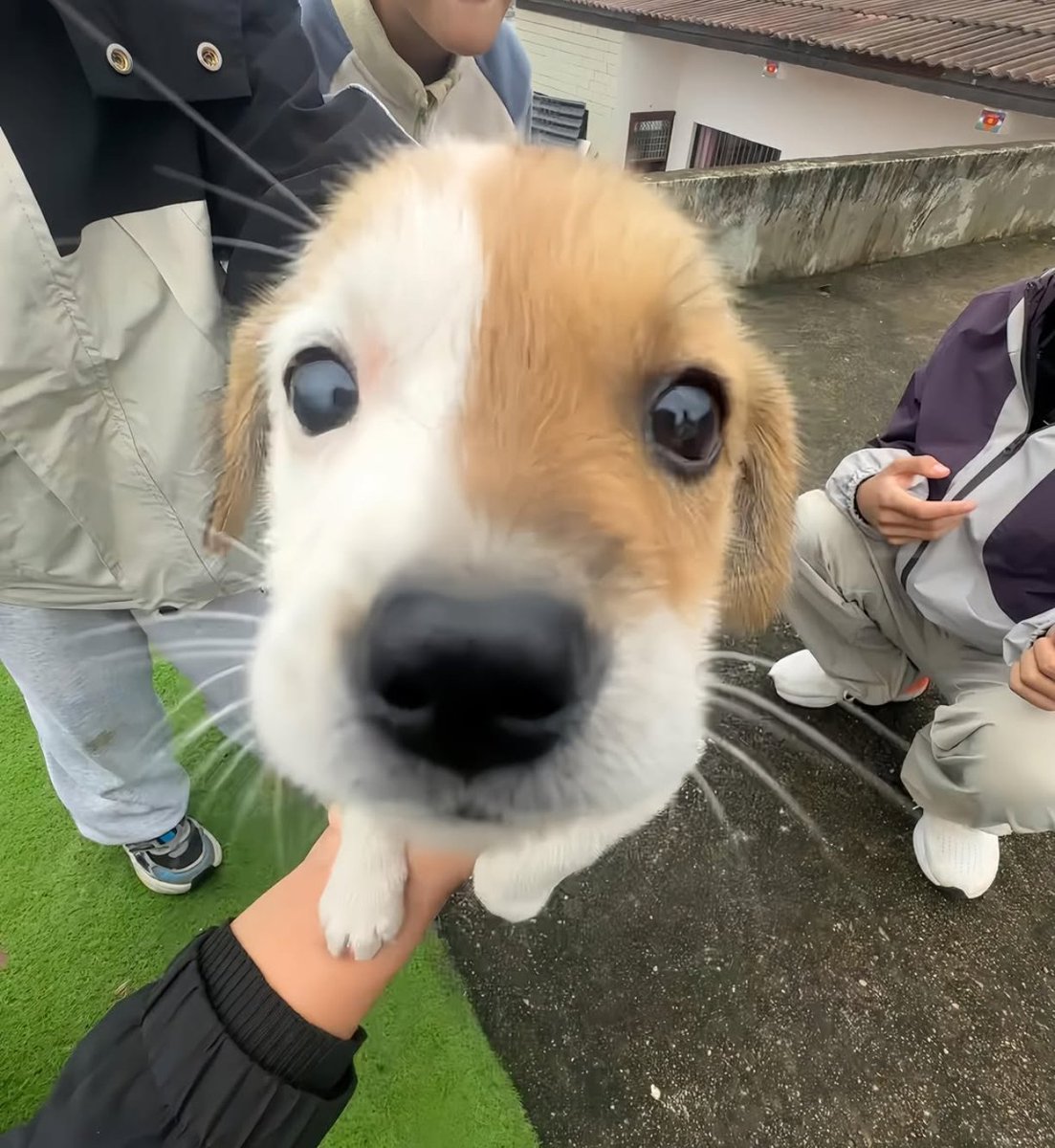 dumbassmat's tweet photo. PUPPY FUN FACT: 
i love you so much https://t.co/IlAdz6zOFw