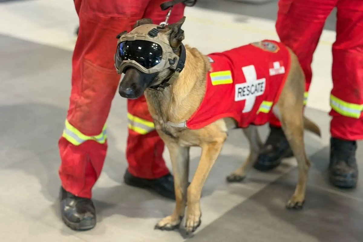 Agencia_Andina's tweet photo. 🐶🚒 Kaira, la perrita bombero de USAR Perú que ayuda a salvar vidas bajo los escombros en Venezuela. Conoce más sobre ella 👉 https://t.co/IMS9fomRlw https://t.co/3z3kApYRa4