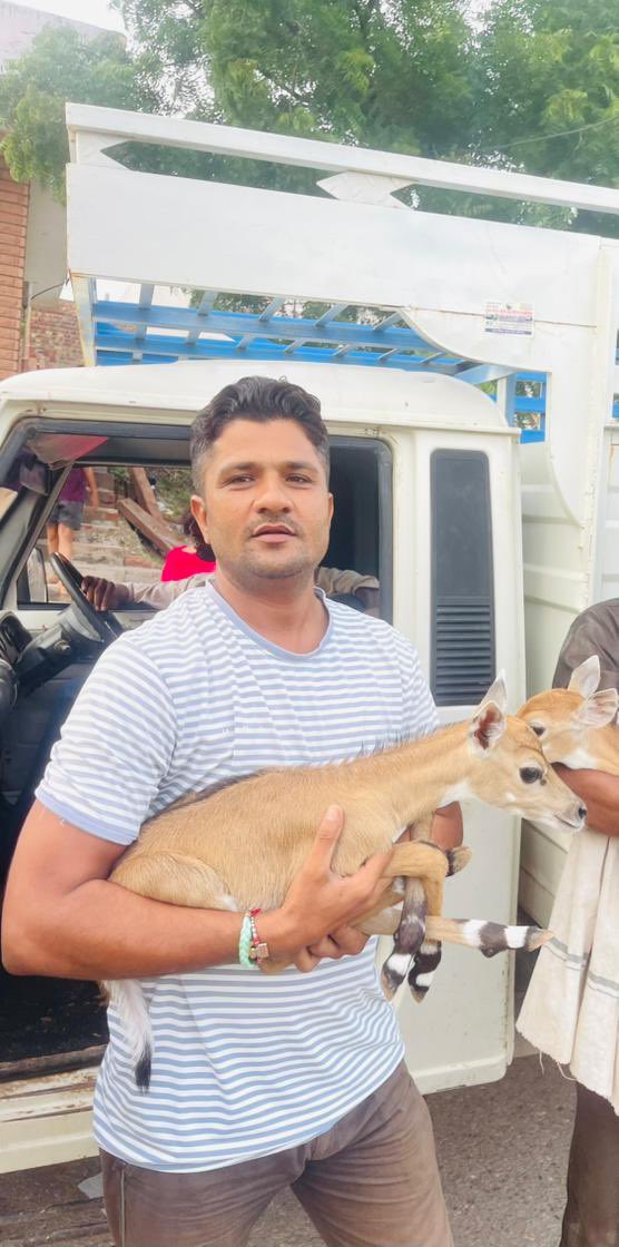 106580's tweet photo. I’m from the Bishnoi community in India. For 29 generations we’ve lived by one rule: Be kind to all living beings. Don’t harm green trees.

I raise orphaned deer. My students and I plant trees in the desert. We speak up when we see injustice—against nature or people.

America knows drought. America knows wildfire. My desert community learned 500 years ago: if you kill nature, you kill your future.

The work of protecting birds, animals, and forests isn’t “my culture.” It’s our survival plan.

Plant. Protect. Repeat. 🌿

#EarthStewardship #ClimateHope #Bishnoi #ConservationEducation

@UNEP 
@World_Wildlife 
@NatGeo