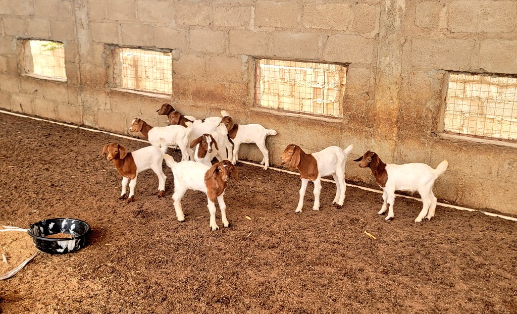 SasDantata's tweet photo. Believe me, these are not 100% Boer breed even though they look like it! 

They're 50-50 crosses between Boer and local.

We have a few males available for sale! Contact @AsadaFoods before you hear sold! https://t.co/SPFlATuNV7
