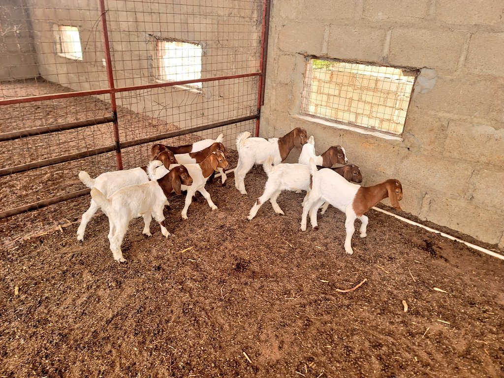 SasDantata's tweet photo. Believe me, these are not 100% Boer breed even though they look like it! 

They're 50-50 crosses between Boer and local.

We have a few males available for sale! Contact @AsadaFoods before you hear sold! https://t.co/SPFlATuNV7