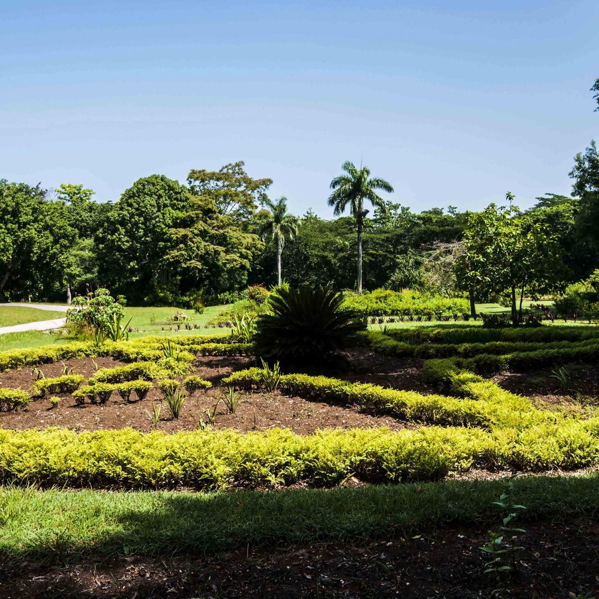 MinturCuba's tweet photo. ✨El Jardín Botánico Nacional de Cuba: pulmón verde  en La Habana, con más de 4,000 especies de plantas de todo el mundo. Desde jardines temáticos hasta aventuras como el canopy tour, es el destino perfecto para conectar con la naturaleza. 🌿📸

#CubaUnica #Cubatravel https://t.co/JIwqXPAMgV