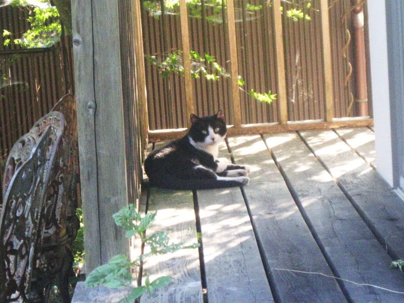 MIYABIFIT's tweet photo. 一番難しい相手は実家の猫。抱っこをさせてくれず、頭を撫でようとしてもマトリックスのように華麗にかわされる。未だ散歩や餌で機嫌をとることに終始。猫一匹満足させられない未熟なセラピスト。 https://t.co/hOgpAkXulX