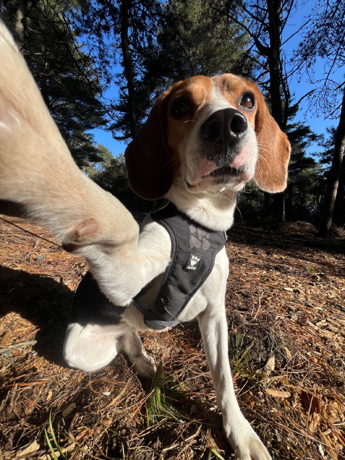 Q5ltIKchlx3sZXs's tweet photo. Our little rescue pup Max just hit his 6-month milestone—went from wobbly potty training in my living room to chasing squirrels like a pro at the park today  Every messy moment leads to a sweet win! https://t.co/0hLcU0XcHJ