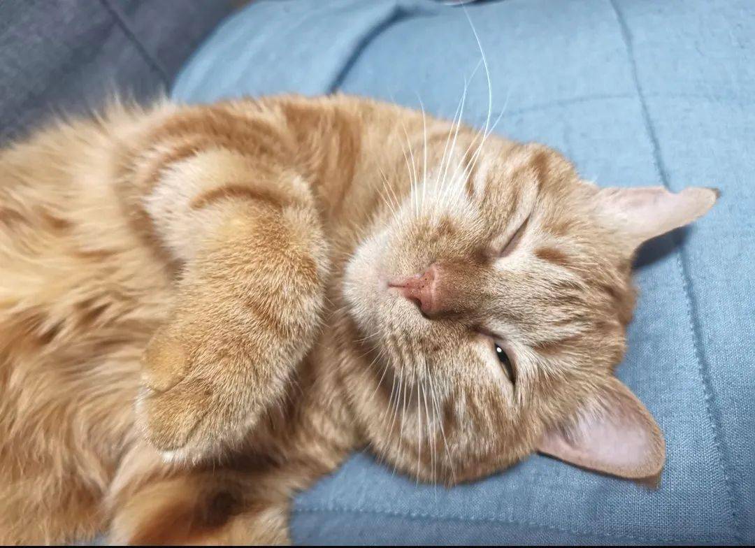 AlexandraBaicea's tweet photo. Nothing beats a purring cat curled on your lap after a long day—pure coziness and quiet joy. https://t.co/KmVnHSejcw
