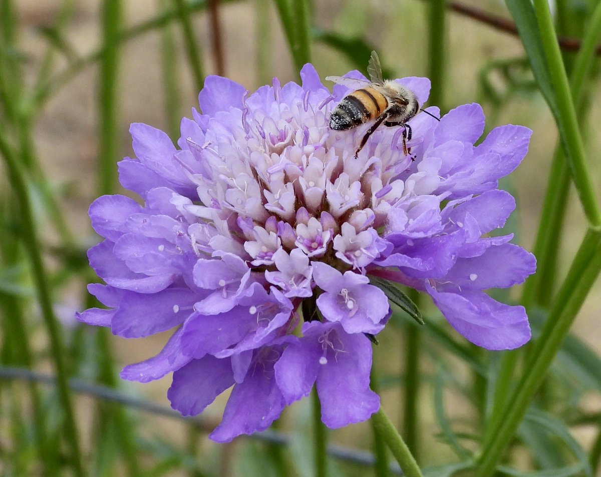 Leslie64993617's tweet photo. Honey bee visiting a non-native flower called a pincushion flower.  🌺 https://t.co/ZFi6XA6qCW