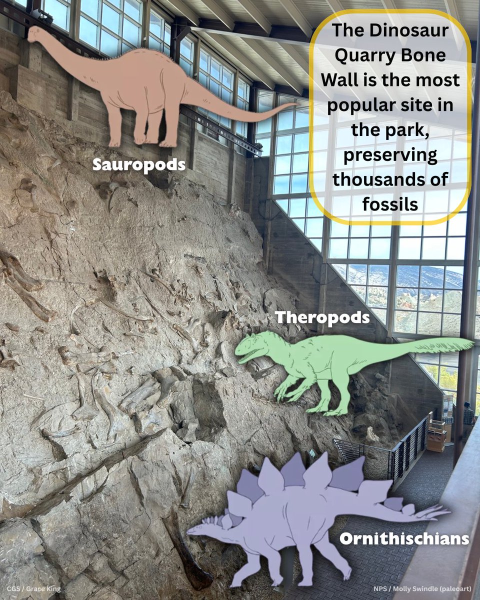 COGeolSurvey's tweet photo. Dinosaur National Monument preserves 210,844 acres and 800+ paleo sites in CO and UT. It has 24 rock layers, exposed due to deformation and erosion. It’s known for the Dinosaur Quarry Bone Wall, where thousands of fossils are preserved in the Brushy Basin Mbr of the Morrison Fm. https://t.co/bM4p21rUDd