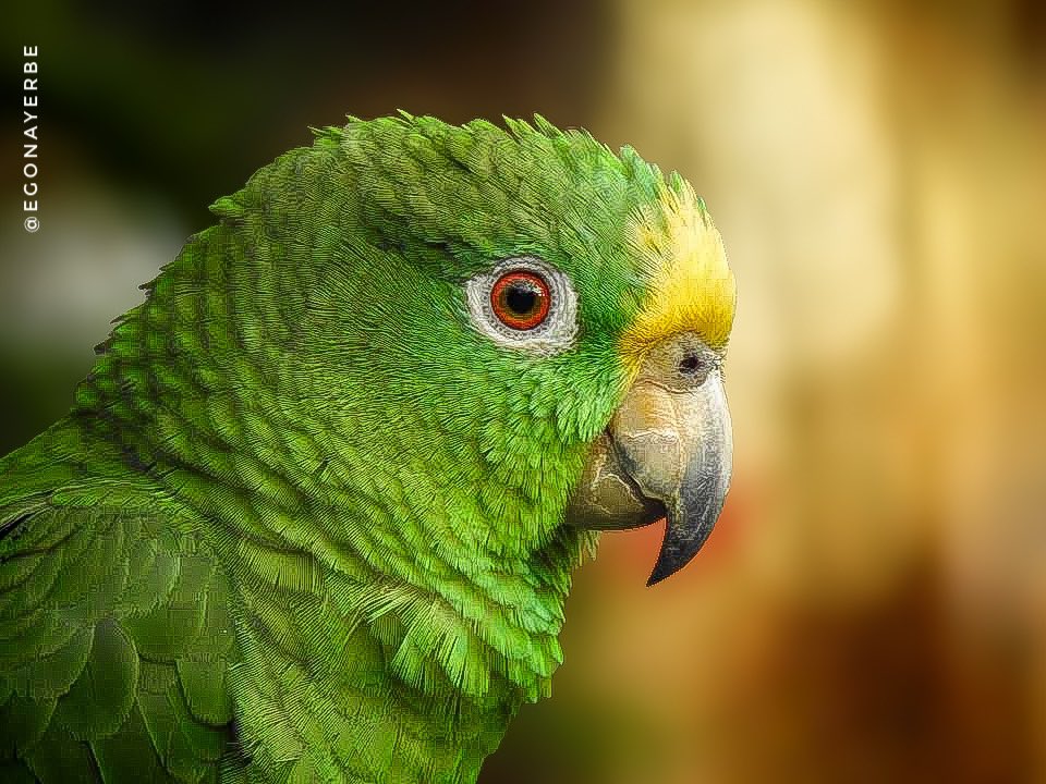 egonayerbe's tweet photo. 🦜 https://t.co/zFdP15JxDg