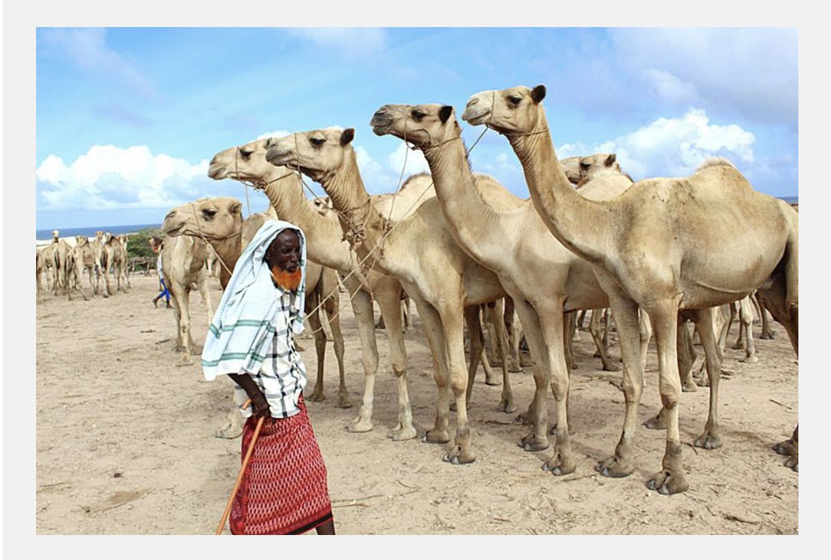 MAWareSO's tweet photo. Congratulations to the Government and People of Somalia for July 1st. Independence and Union Day.

A proud, resilient, and resourceful people! A founding and critical member of IGAD! 🇸🇴 https://t.co/Q8HMWNHkYE