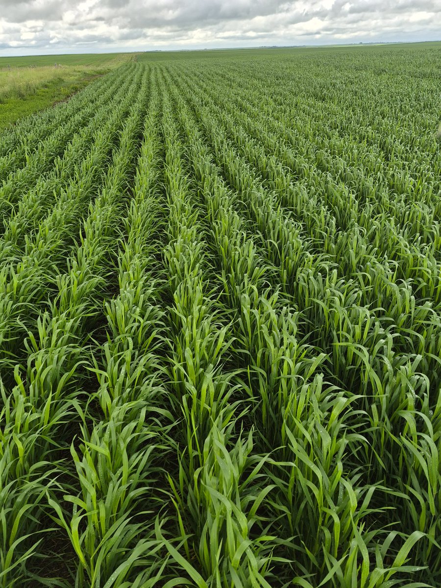 windingtrailltd's tweet photo. Not very often our crops look like this in this part of the world so pictures are mandatory. https://t.co/v6sI09wldH