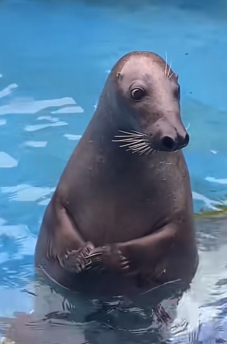 SealionIncrises's tweet photo. #FELIX is being love by everyone but none of them come close 😍🥰.
@lixieIovs @BinkieForFelix @FLXCentral @BinkieForFelix . https://t.co/peerHhFts1