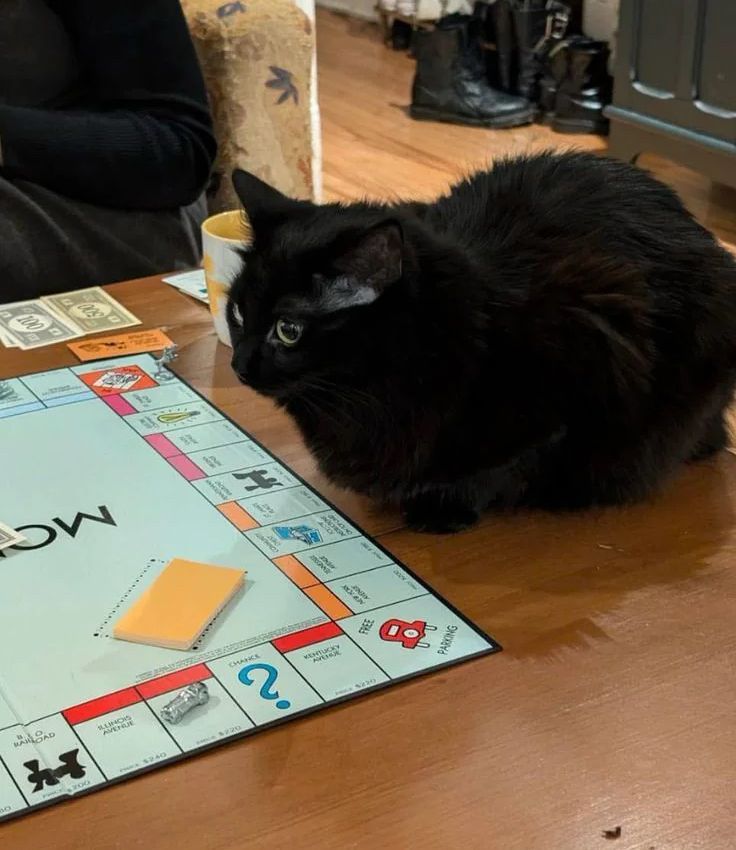Cats_ooc's tweet photo. Teaching the cat to be a landlord https://t.co/aZizmorVk9