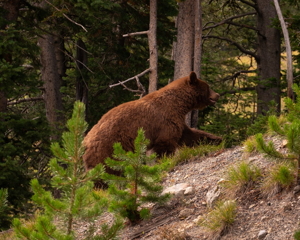 HighwayyChild's tweet photo. Looked for bears during my whole week in Yellowstone, only to catch this quick sighting of a cinnamon black bear as I was leaving the park on the very last day.
Not the shot I wanted but still cool. https://t.co/NJvoa4dCtf