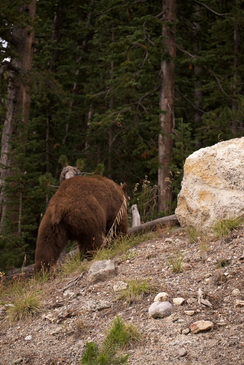 HighwayyChild's tweet photo. Looked for bears during my whole week in Yellowstone, only to catch this quick sighting of a cinnamon black bear as I was leaving the park on the very last day.
Not the shot I wanted but still cool. https://t.co/NJvoa4dCtf