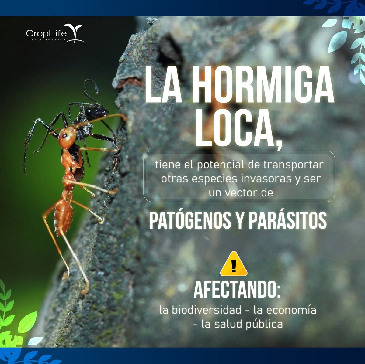 CropLife_La's tweet photo. Esta especie invasora es de las más peligrosas, un correcto control es necesario bajo un plan de manejo integrado de plagas-MIP. Conoce los métodos adecuados para proteger tus cultivos entrando en: https://t.co/XknlViFCKS https://t.co/xBpxVtROl7