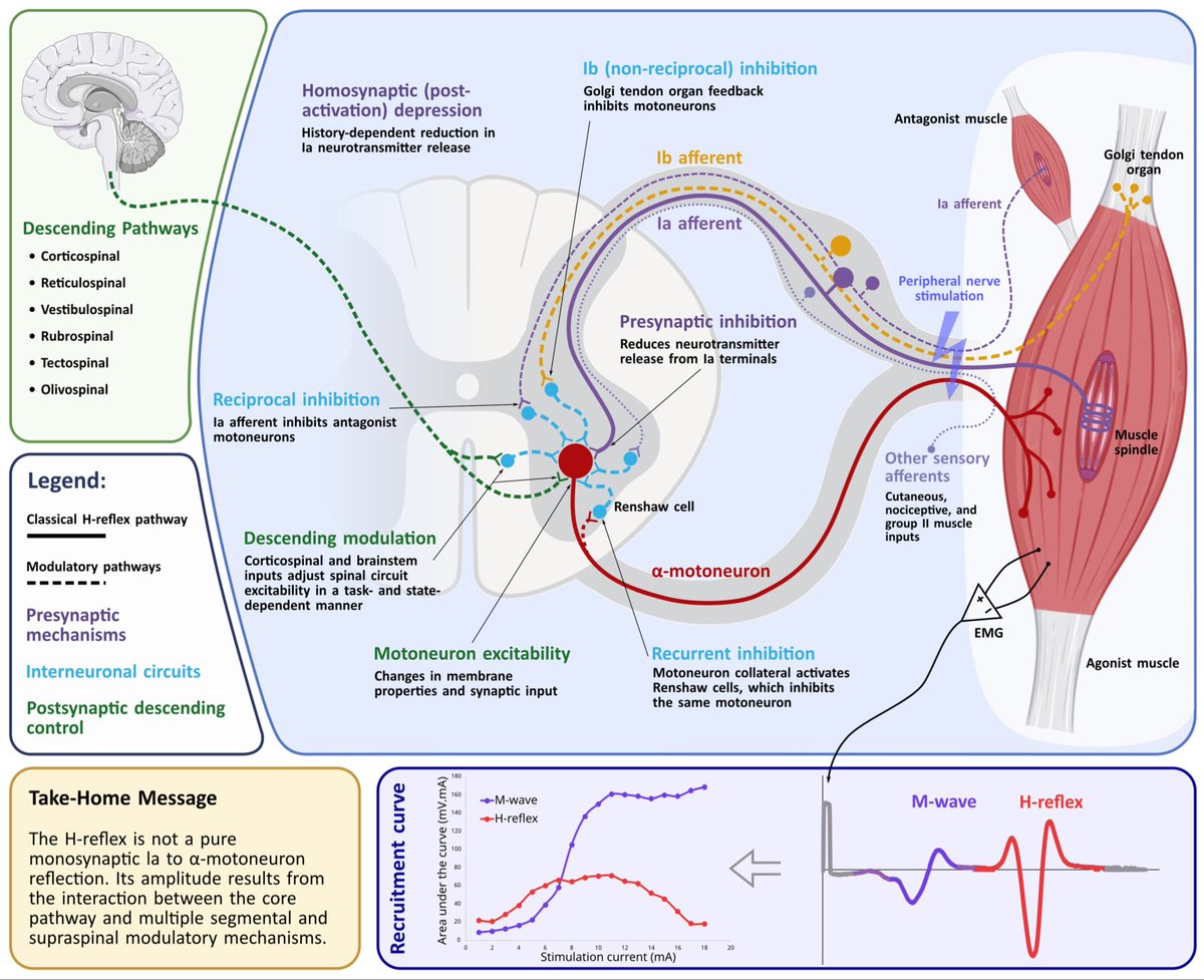 OACerebro's tweet photo. Este artículo nos invita a abandonar la visión simplista de la médula espinal como un mero cable de transmisión entre el cerebro y los músculos. En su lugar, emerge un órgano dinámico, capaz de integrar información sensorial, modular la actividad motora y reorganizarse frente a la enfermedad o la lesión. En ese contexto, el reflejo H deja de ser un simple marcador de excitabilidad motoneuronal para convertirse en una ventana hacia la compleja arquitectura de los circuitos inhibitorios espinales.

Lo más interesante del trabajo no es únicamente la revisión de los mecanismos fisiológicos, la inhibición presináptica, la depresión homosináptica o la participación de redes interneuronales, sino el énfasis en una idea profundamente biológica: ningún fenómeno fisiológico puede comprenderse fuera de su contexto. La amplitud del reflejo depende del estado funcional del individuo, de la tarea que realiza, de su historia clínica e incluso de las condiciones experimentales. En otras palabras, la fisiología rara vez ofrece respuestas binarias; ofrece sistemas dinámicos cuya interpretación exige prudencia.
El recorrido por patologías como la espasticidad, la enfermedad de Parkinson, el dolor crónico y la recuperación tras lesiones del sistema nervioso central demuestra que las alteraciones de la inhibición espinal constituyen un denominador común en procesos clínicos muy diversos. Sin embargo, es importante reconocer que convertir un biomarcador fisiológico en una herramienta clínica requiere algo más que evidencia experimental: demanda estandarización metodológica, valores de referencia sólidos y una comprensión más fina de los factores que modifican la respuesta.

Esa cautela constituye, quizá, una de las mayores virtudes del artículo. En una época en la que con frecuencia se anuncian biomarcadores revolucionarios antes de que hayan superado el escrutinio de la reproducibilidad, esta revisión recuerda que el verdadero progreso científico consiste tanto en reconocer el potencial de una técnica como en delimitar con honestidad sus alcances.

En última instancia, el reflejo H representa algo más que una respuesta electrofisiológica. Es un ejemplo de cómo una observación clásica puede adquirir nueva relevancia cuando cambia el marco conceptual desde el cual la interpretamos. La médula espinal deja así de ocupar un papel secundario en la neurociencia contemporánea para reivindicarse como un sistema activo, plástico y esencial en la comprensión del movimiento, el dolor y la recuperación neurológica. Ese cambio de perspectiva constituye, probablemente, la aportación más perdurable de esta excelente revisión.

https://t.co/J2OMB0dzQN