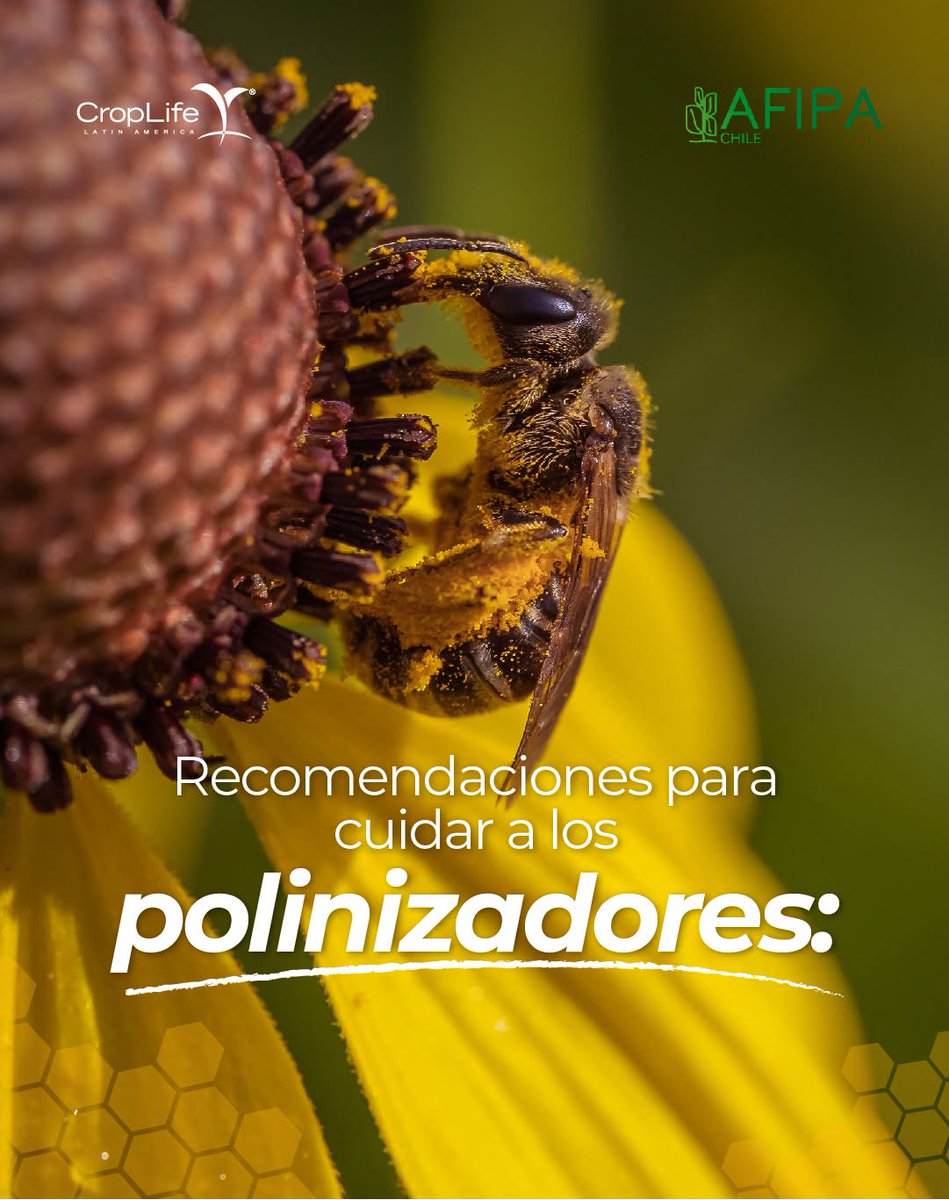 CropLife_La's tweet photo. ¡Agricultores! Ten en cuenta esta recomendación para cuidar a los polinizadores. Informarte es una acción responsable para protegerlos. Aprende más en: https://t.co/Mvz9Nixy6q https://t.co/YbyAdNyOW9