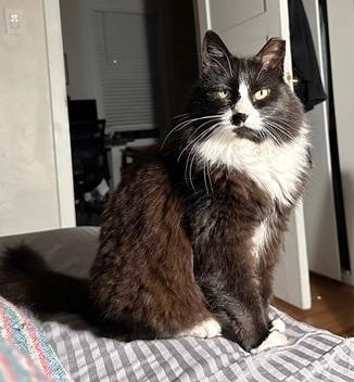 sachikoko's tweet photo. 👉🏽SENIOR ALERT🙏🏽PLZ SHARE
💘Sweet 14.9YO #Senior DLH #Mainecoon Mix Kitty "SAMBA"💘
😿💔Owner Moving Overseas
🔊Needs A Loving #FureverHome🏡As Your 1 &amp; Only 🐈
▶https://t.co/s76Mqm7kp1
🙏🏽#AdoptDontShop
#SanFrancisco, #CA #SpecialNeeds
@givemesheltersf #RehomeHour #US #Cats https://t.co/2P4shJy3DE