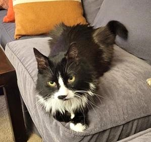 sachikoko's tweet photo. 👉🏽SENIOR ALERT🙏🏽PLZ SHARE
💘Sweet 14.9YO #Senior DLH #Mainecoon Mix Kitty "SAMBA"💘
😿💔Owner Moving Overseas
🔊Needs A Loving #FureverHome🏡As Your 1 &amp; Only 🐈
▶https://t.co/s76Mqm7kp1
🙏🏽#AdoptDontShop
#SanFrancisco, #CA #SpecialNeeds
@givemesheltersf #RehomeHour #US #Cats https://t.co/2P4shJy3DE