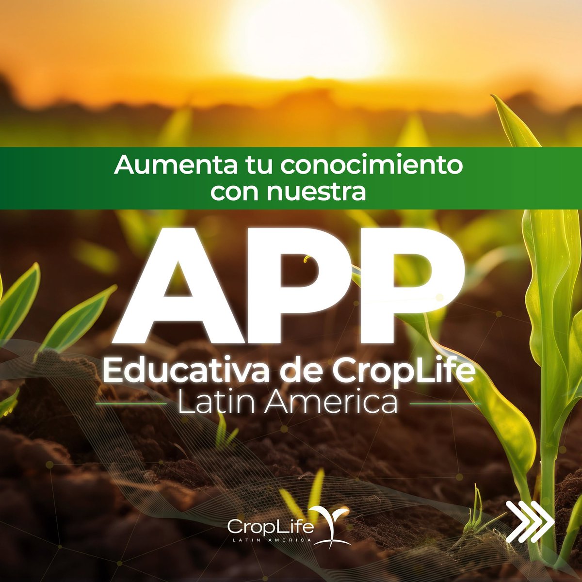 CropLife_La's tweet photo. Explora nuestra APP Educativa CropLife Latin America, una forma de adquirir conocimientos necesarios para mejorar las prácticas agrícolas en tus cultivos y certificarte en temas agrícolas. Descárgala en App Store: https://t.co/ehq3hAQXEW y en Google Play: https://t.co/8yWgfTYeFm https://t.co/3CJBcTn45p