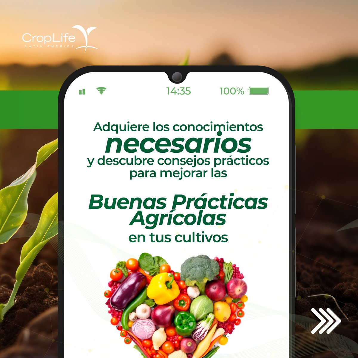 CropLife_La's tweet photo. Explora nuestra APP Educativa CropLife Latin America, una forma de adquirir conocimientos necesarios para mejorar las prácticas agrícolas en tus cultivos y certificarte en temas agrícolas. Descárgala en App Store: https://t.co/ehq3hAQXEW y en Google Play: https://t.co/8yWgfTYeFm https://t.co/3CJBcTn45p