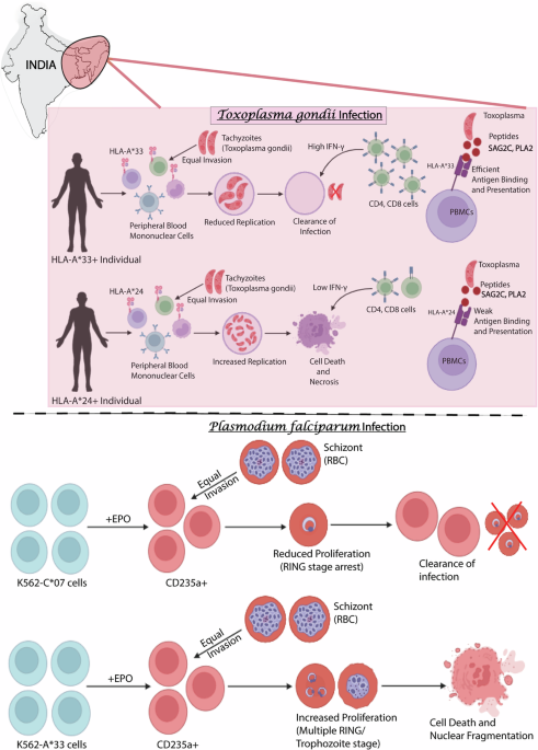 CommsBio's tweet photo. HLA polymorphisms shape divergent outcomes of Toxoplasma and Plasmodium infection in Eastern Indian HbE/β-thalassemia cohort: Communications Biology, Published online: 25 May 2026; doi:10.1038/s42003-026-10222-yHLA Polymorphisms shape the divergent… https://t.co/k9gcdWrIgp https://t.co/VeIE5DxagR