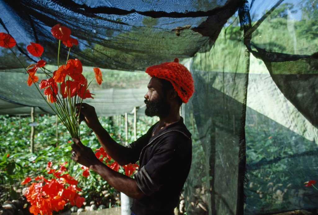 aseelswaid9's tweet photo. Flower Farm. Jamaica. (1983) https://t.co/uGhNyhrArV