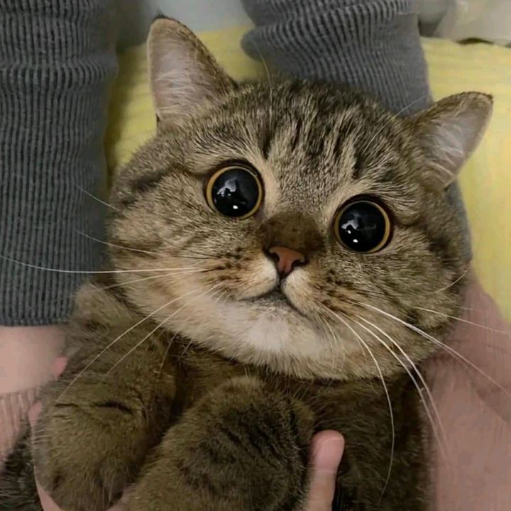 nekocatts's tweet photo. Big eyes 😍 https://t.co/4sNbDXUJef