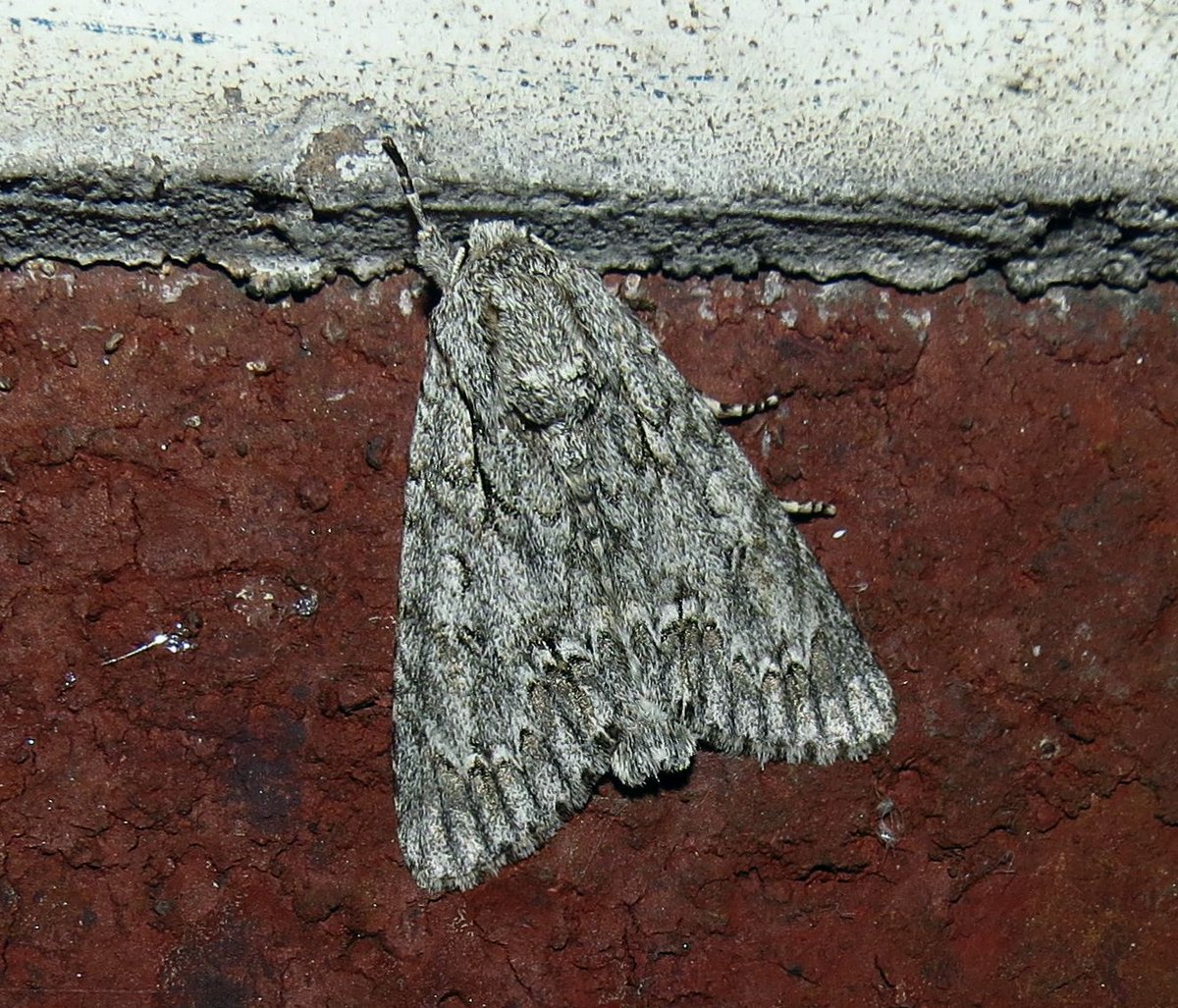 angegarrod's tweet photo. Elephant Hawk
Poplar Grey (NFY)
Clouded Border
Pseudargyrotoza conwagana (NFY)
#mothsmatter #teammoth #leps #insects #wildlife #springwatch https://t.co/OunKLxgm8y