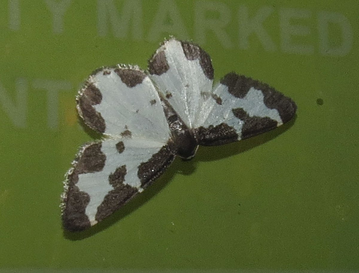 angegarrod's tweet photo. Elephant Hawk
Poplar Grey (NFY)
Clouded Border
Pseudargyrotoza conwagana (NFY)
#mothsmatter #teammoth #leps #insects #wildlife #springwatch https://t.co/OunKLxgm8y