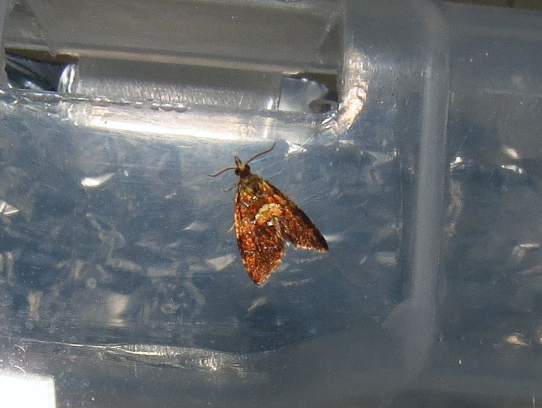 angegarrod's tweet photo. Elephant Hawk
Poplar Grey (NFY)
Clouded Border
Pseudargyrotoza conwagana (NFY)
#mothsmatter #teammoth #leps #insects #wildlife #springwatch https://t.co/OunKLxgm8y