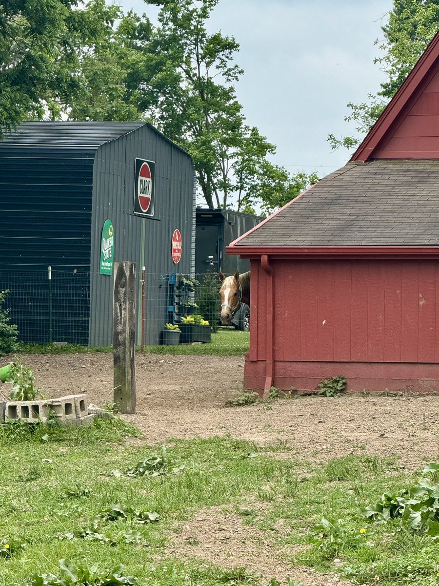 vansrealworld's tweet photo. Horsemaxxing https://t.co/ew1h5mJNUE