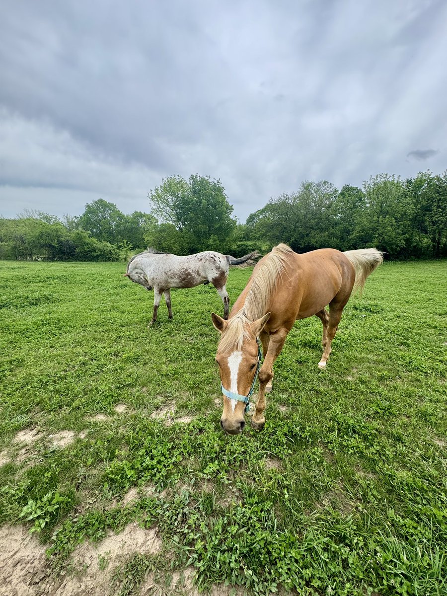 vansrealworld's tweet photo. Horsemaxxing https://t.co/ew1h5mJNUE