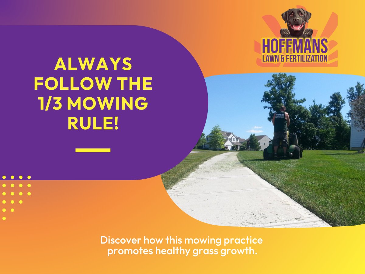 HoffmansLawn's tweet photo. Following the 1/3 rule is a must when mowing your lawn! 🌿 

Never cut more than one-third off the top of the grass blades to avoid stressing out your lawn. ✂️ Read our blog to learn more.

https://t.co/Z8oyosM6aj https://t.co/POEG7BVqjB