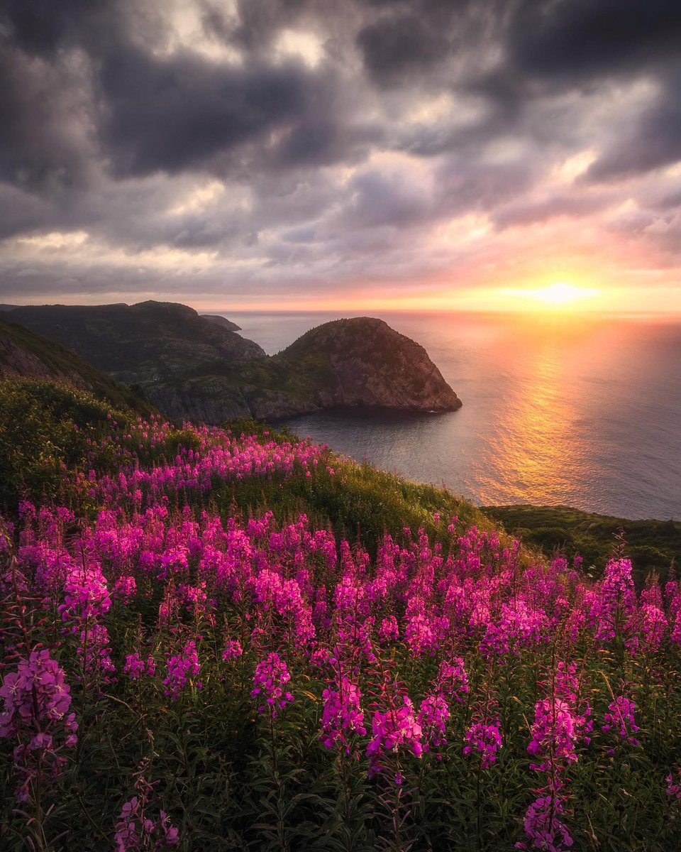 gord_follett's tweet photo. There aren’t many better ways to start a day than watching the sunrise over the ocean.

At Cuckolds Cove St.John's Newfoundland it is a fantastic place to take in a sunrise. With the fireweed soon to be along the hills of the cove, it will be an added bonus to the eyes. https://t.co/qI2Aia3JEu