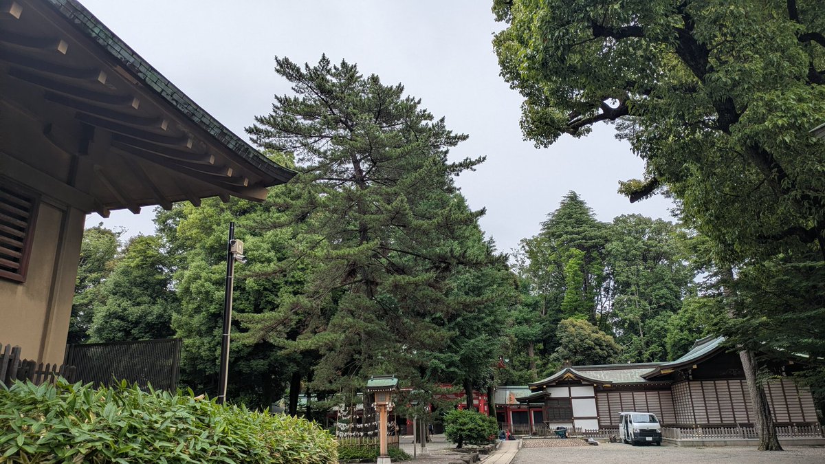 wing_nano's tweet photo. 一昨日、友人とバスで神社へ。3駅乗り過ごし歩いて3駅戻った街道の街路樹が立派てした。樹木の多い地域で神社境内も立派な樹木ばかり。人影がなく鳥の囀り響く神聖な空気感。杉並区だけれど閑静な住宅地の中の鎮守の森。もともと神社寺院の土地が住宅地になった感じの雰囲気でした。 https://t.co/rrERmOdqtM