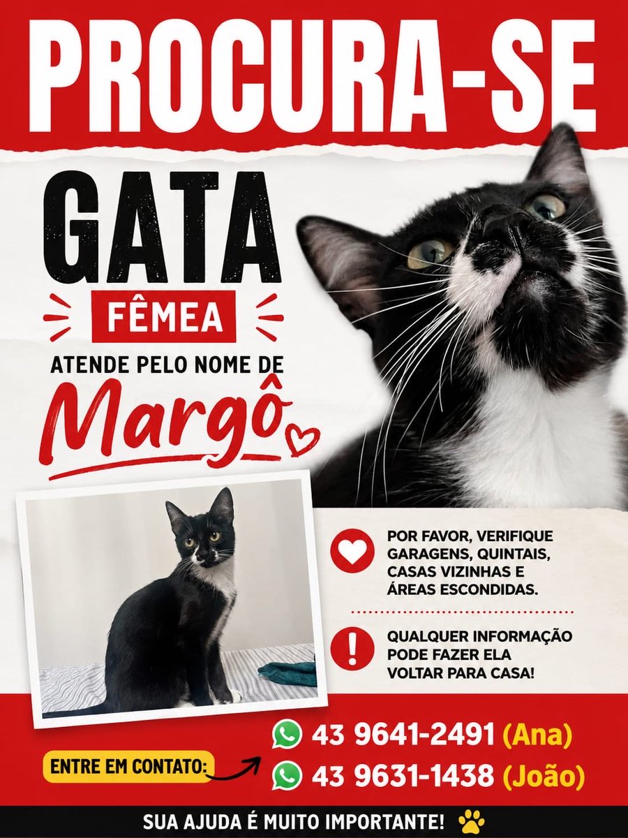 anascaglionii's tweet photo. oi gente, minha gatinha fugiu em londrina pr, no bairro ideal, deixamos ela com uma cuidadora e por um descuido meus três gatos que estavam com ela saíram, conseguimos pegar dois ali pela casa dela, mas essa minha gatinha fugiu e não estamos encontrando.
o nome dela é margo + https://t.co/m7tlYzOEXh