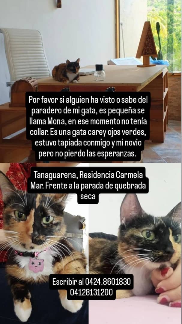 Robrym's tweet photo. Si pueden ayudar a compartir esto, se perdio la gata de mi amiga en Residencia Carmela Mar en La Guaira. Cuando mi amiga fue rescatada la gata estaba con vida (Se fue corriendo cuando escucho personas en los escombros).

Si saben algo por favor! Difusión @CleverSafo https://t.co/Akuj9AEW1r
