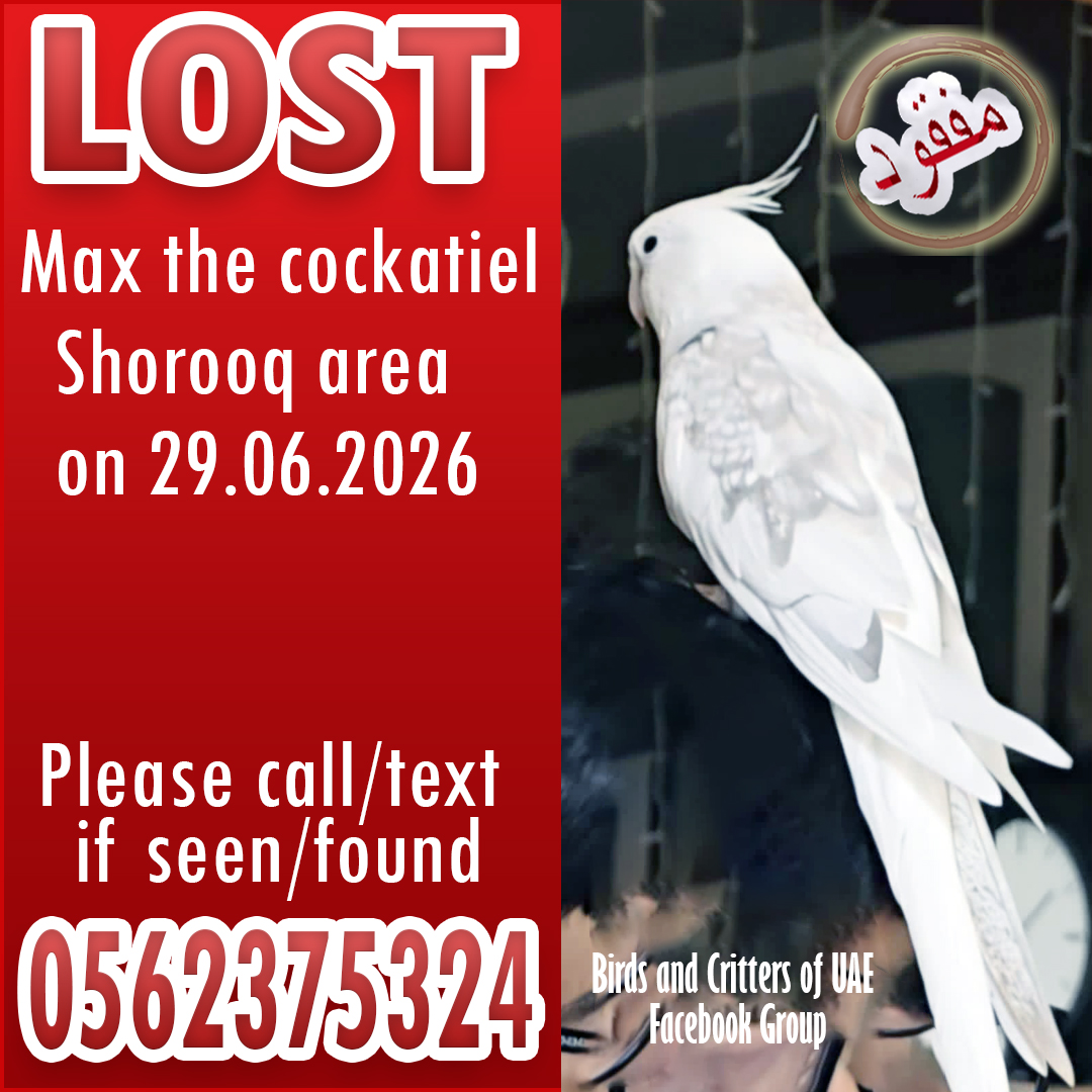 BirdsofUAE's tweet photo. #lostparrots #lostparrot #lostcockatiel #lostandfoundparrots  #lostandfoundparrots #birdsandcrittersofuae #dubaipetlostandfound #lostandfoundpetsuae #cockatiel #cockatiels  #uae #dubai #dubaiparrots #dubaipets #uaeparrots #uaepets #shorooq #mirdif https://t.co/AuT49o3hBE